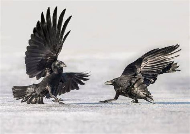 Do crows have a language?
