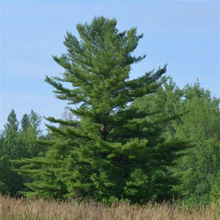 Do deer bed in pine trees?
