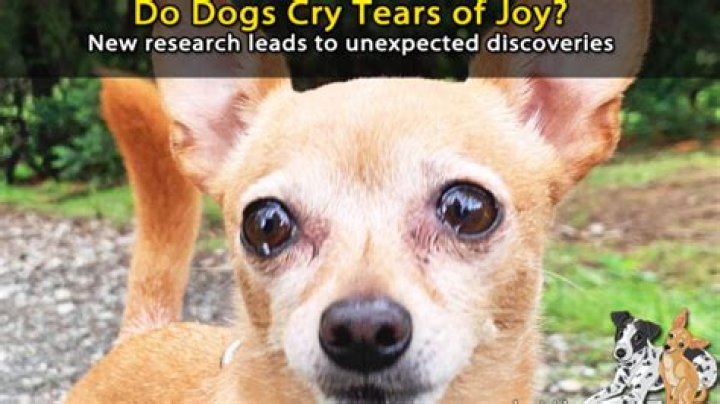 Do dogs cry when you yell at them?