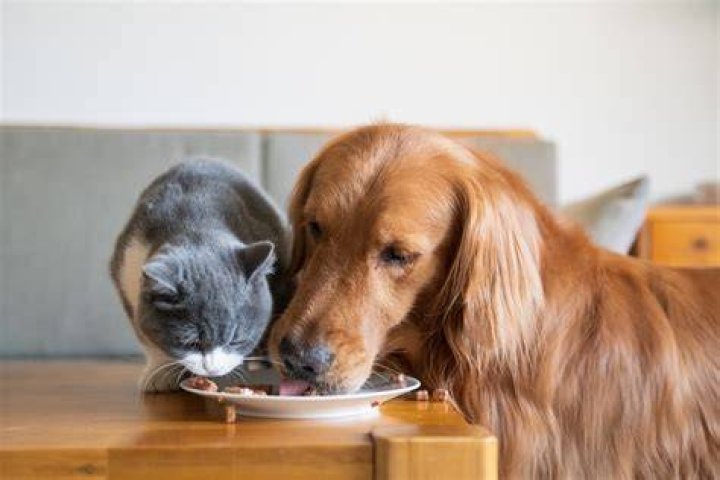 Do dogs prefer cold or warm food?