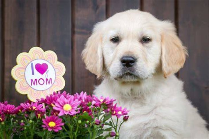 Do dogs recognize their mothers?