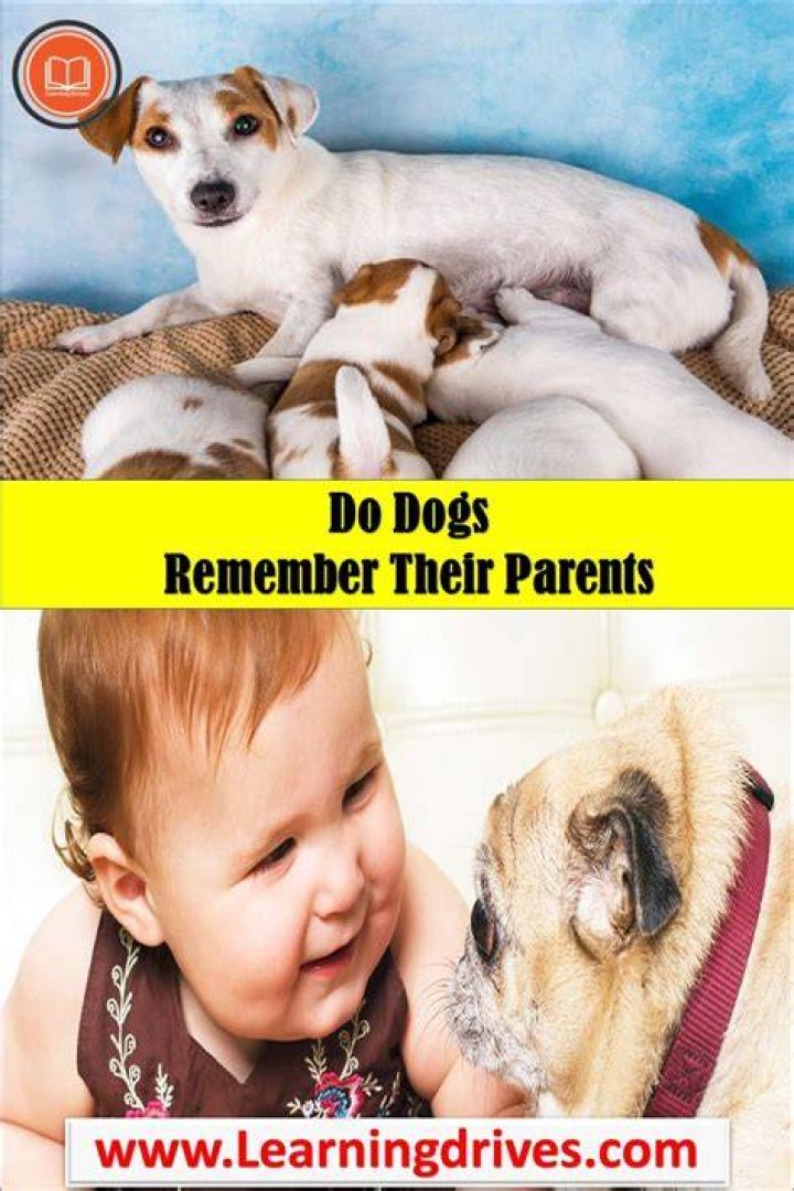 Do dogs recognize their parents years later?