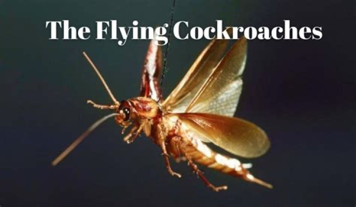 Do flying cockroaches live inside?