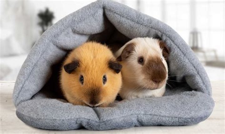 Do guinea pigs fart loudly?