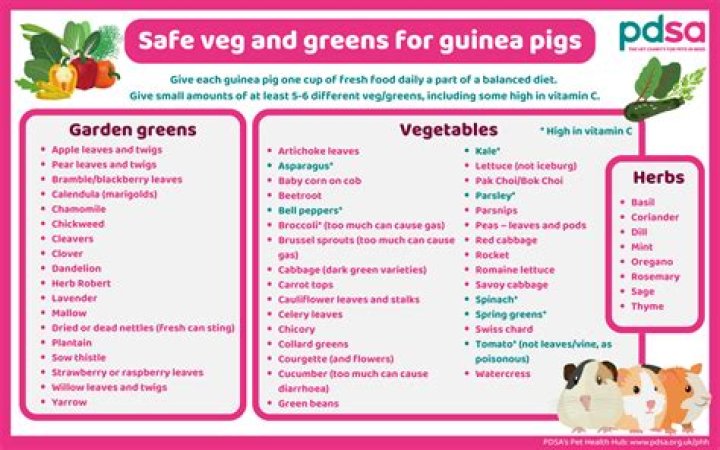 Do guinea pigs understand their names?