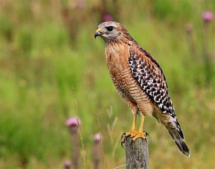 Do hawks prey on squirrels?