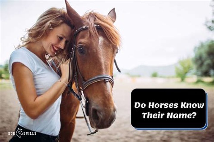 Do horses know their names?
