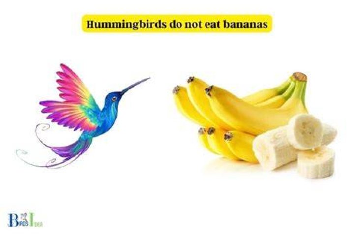Do hummingbirds eat bananas?