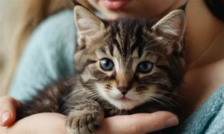Do kittens like to be held?