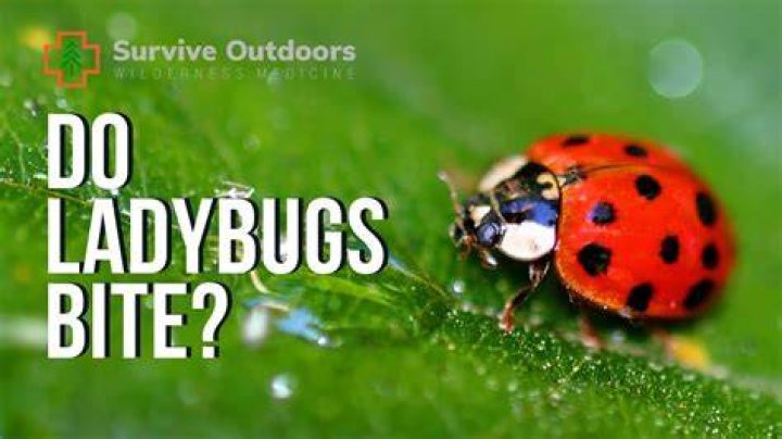 Do ladybugs need water to survive?