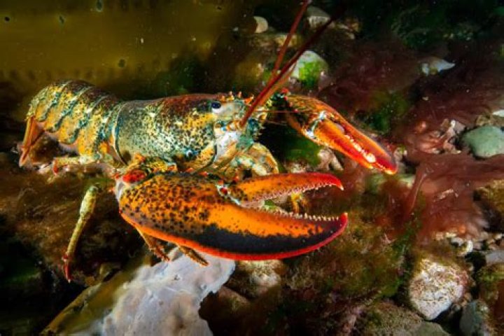 Do lobsters have a brain?