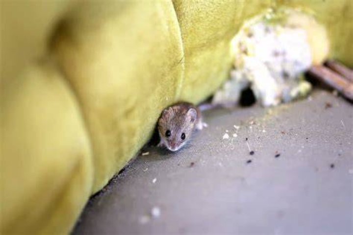Do mice come in the shower?