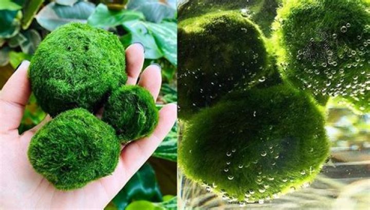 Do moss balls need a lid?