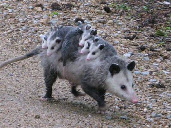 Do opossums carry parvo?