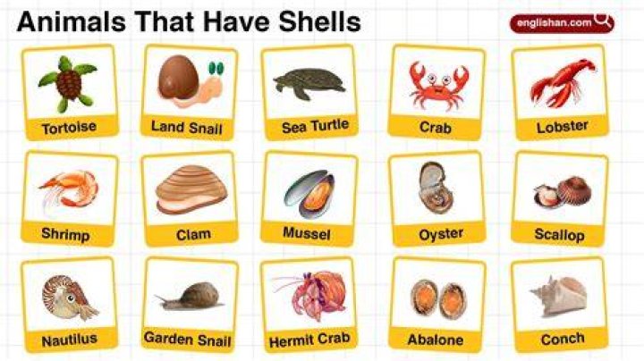 Do peas have shells?