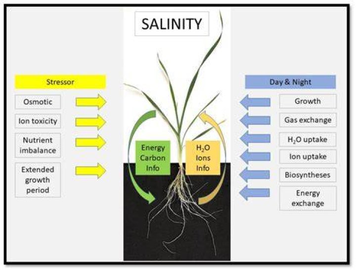 Do plants react to injury?
