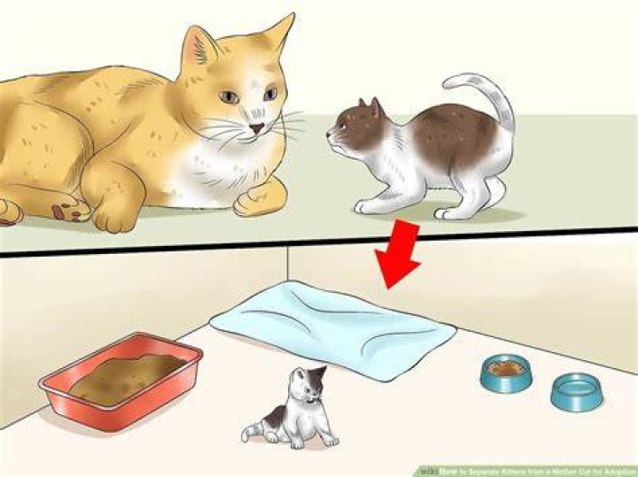 Do puppies get sad when they leave their litter?