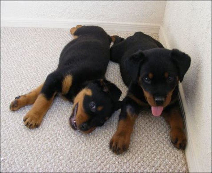 Do puppies go through a rebellious stage?