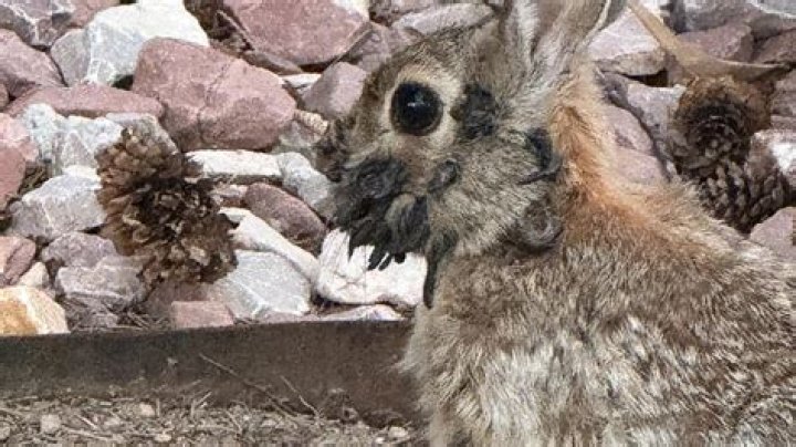 Do rabbits miss you?