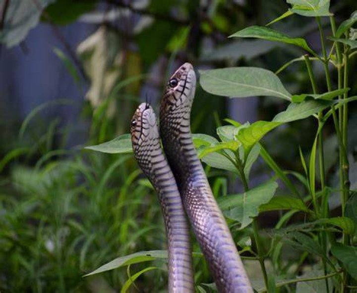 Do rats eat snakes?