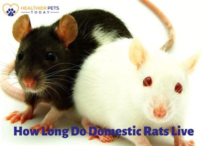 Do rats live in bedrooms?