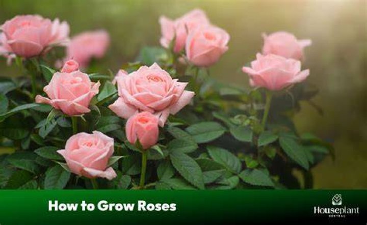Do roses grow in Pakistan?