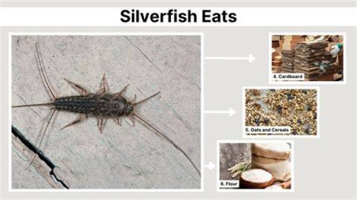 Do silverfish eat baking soda?
