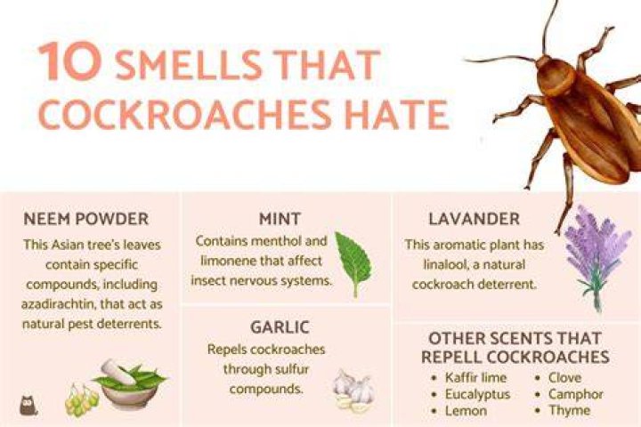 Do smells attract roaches?
