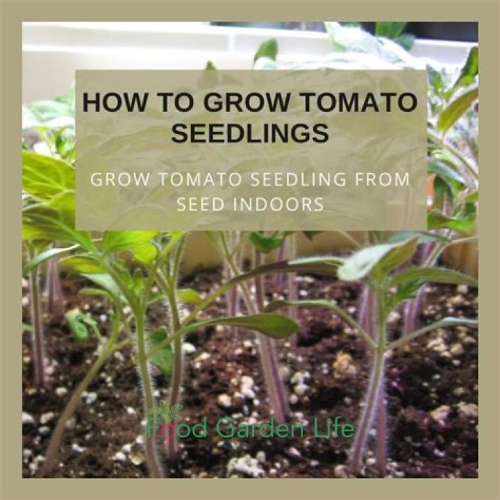 Do tomato seedlings need to be thinned out?