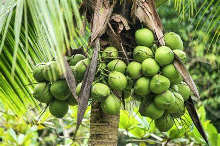 Do you get coconuts in the Amazon rainforest?