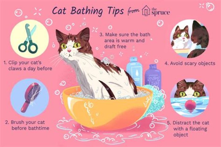 Do you need to bathe a cat?