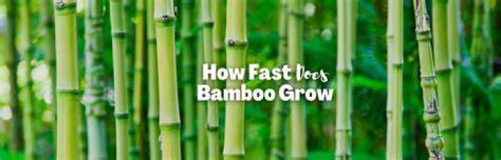 Does bamboo grow back after cutting?