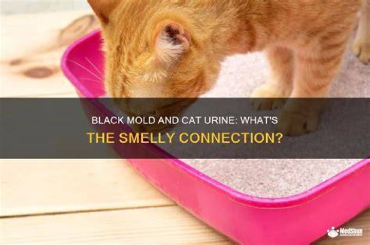 Does black mold smell like cat pee?