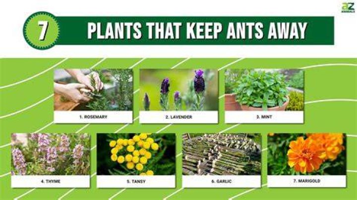 Does bleach keep ants away?