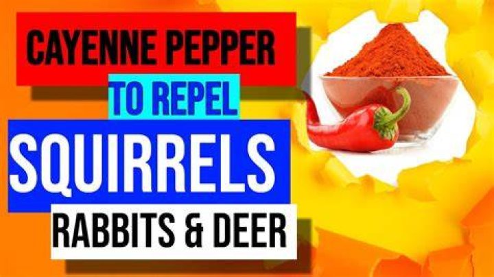 Does cayenne pepper keep rats away?