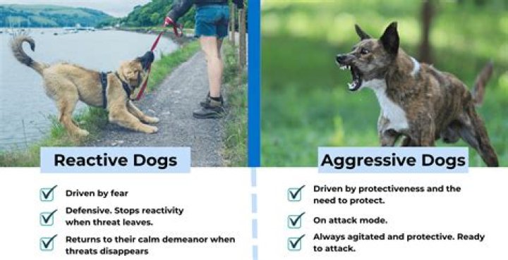 Does CBD help reactive dogs?
