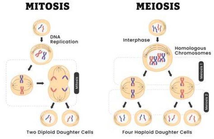 Does DNA replication occur in meiosis 2?
