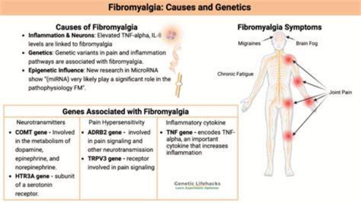 Does fibromyalgia affect the groin?