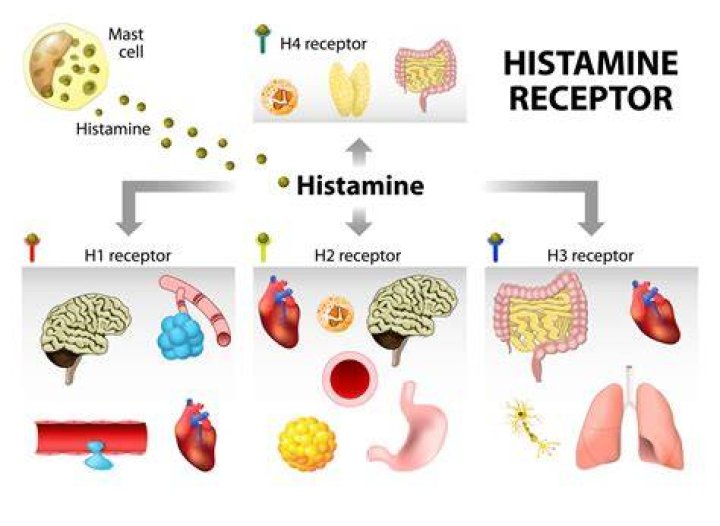 Does gin contain histamine?