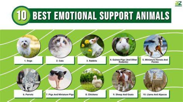 Does God comfort animals?