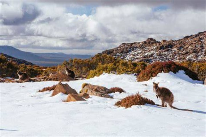 Does it ever snow in Australia?