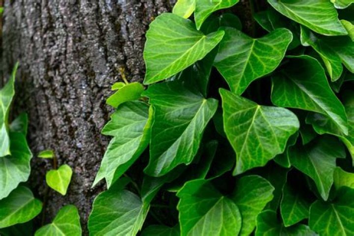 Does ivy damage your house?