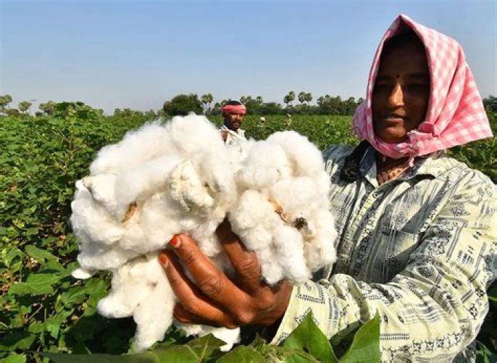 Does picking cotton hurt your fingers?