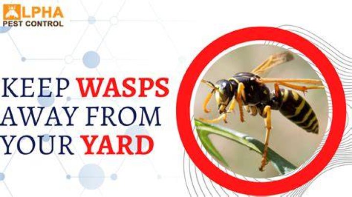 Does the color blue keep away wasps?