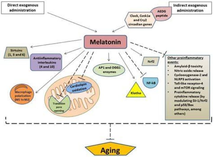 Does the use of melatonin cause dementia?