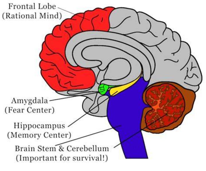 Does trauma make you gullible?