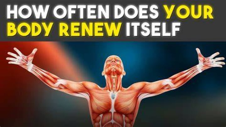 Does your body renew itself?