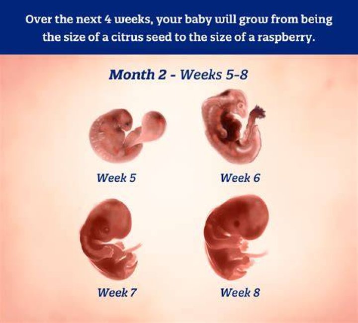 Had a baby 2 months ago Could I be pregnant again?