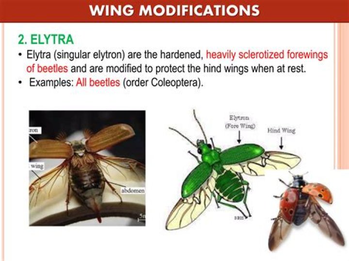 Has forewings that are highly sclerotized?