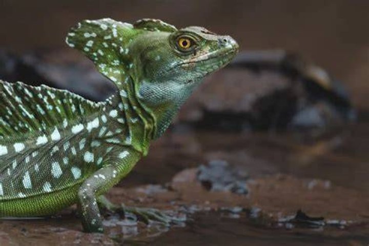How are basilisk born?